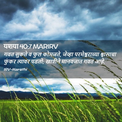 Picture 02 - यशया 40:7 MARIRV - गवत सुकते व फुल - Bible Verse Picture