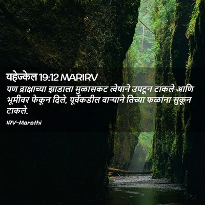 Picture 02 - यहेज्केल 19:12 MARIRV - पण द्राक्षाच्या - Bible Verse Picture