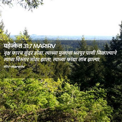 Picture 02 - यहेज्केल 31:7 MARIRV - वृक्ष फारच सुंदर - Bible Verse Picture