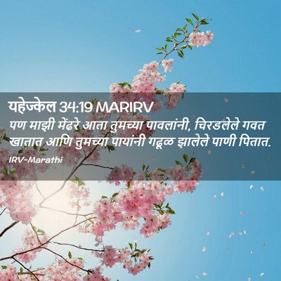 Picture 02 - यहेज्केल 34:19 MARIRV - पण माझी मेंढरे आता - Bible Verse Picture