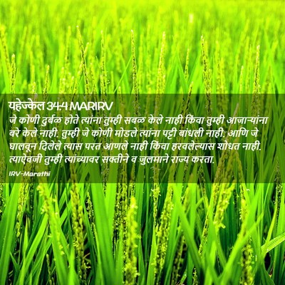 Picture 02 - यहेज्केल 34:4 MARIRV - जे कोणी दुर्बळ - Bible Verse Picture