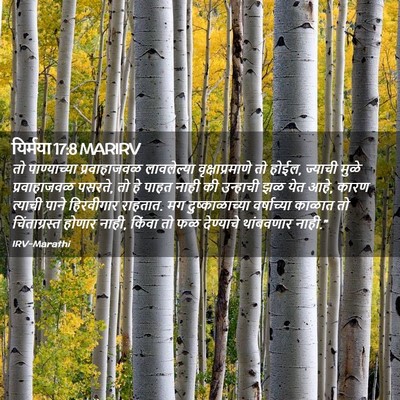 Picture 02 - यिर्मया 17:8 MARIRV - तो पाण्याच्या - Bible Verse Picture