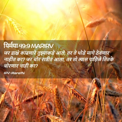 Picture 02 - यिर्मया 49:9 MARIRV - जर द्राक्षे - Bible Verse Picture