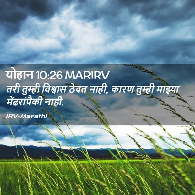 Picture 02 - योहान 10:26 MARIRV - तरी तुम्ही - Bible Verse Picture