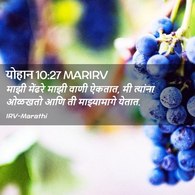Picture 02 - योहान 10:27 MARIRV - माझी मेंढरे माझी - Bible Verse Picture