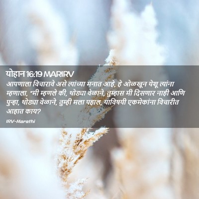 Picture 02 - योहान 16:19 MARIRV - आपणाला विचारावे - Bible Verse Picture