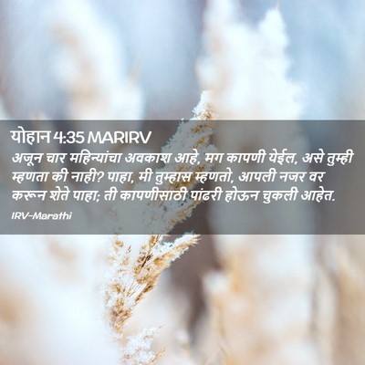 Picture 02 - योहान 4:35 MARIRV - अजून चार - Bible Verse Picture