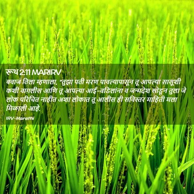 Picture 02 - रूथ 2:11 MARIRV - बवाज तिला म्हणाला, - Bible Verse Picture