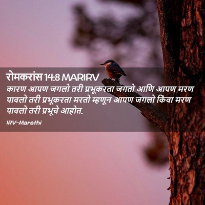 Picture 02 - रोमकरांस 14:8 MARIRV - कारण आपण जगलो तरी - Bible Verse Picture