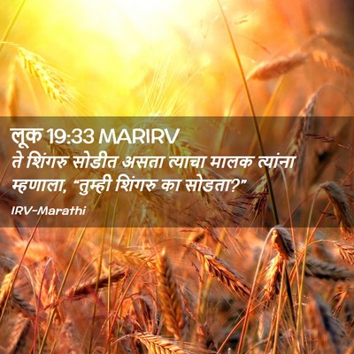 Picture 02 - लूक 19:33 MARIRV - ते शिंगरु सोडीत - Bible Verse Picture