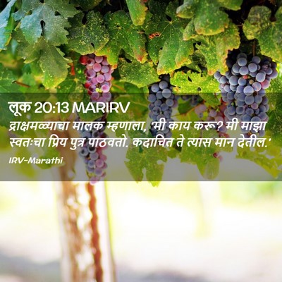 Picture 02 - लूक 20:13 MARIRV - द्राक्षमळ्याचा - Bible Verse Picture