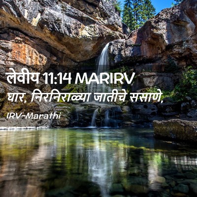 Picture 02 - लेवीय 11:14 MARIRV - घार, निरनिराळ्या - Bible Verse Picture