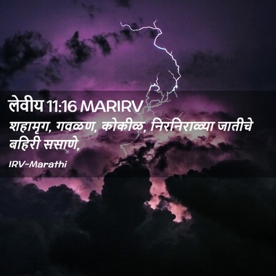 Picture 02 - लेवीय 11:16 MARIRV - शहामृग, गवळण, - Bible Verse Picture
