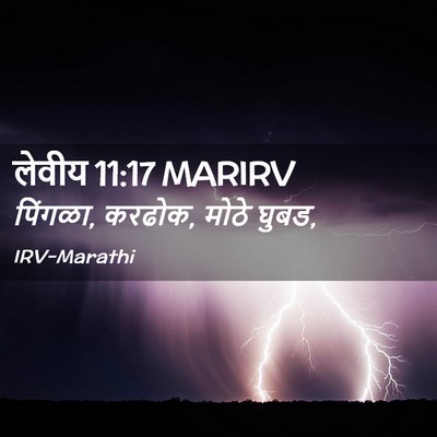 Picture 02 - लेवीय 11:17 MARIRV - पिंगळा, करढोक, मोठे - Bible Verse Picture