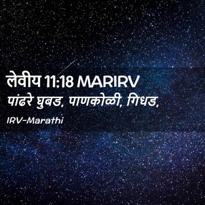 Picture 02 - लेवीय 11:18 MARIRV - पांढरे घुबड, - Bible Verse Picture