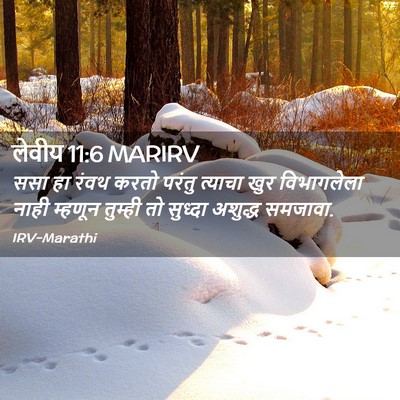 Picture 02 - लेवीय 11:6 MARIRV - ससा हा रंवथ करतो - Bible Verse Picture