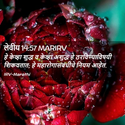 Picture 02 - लेवीय 14:57 MARIRV - हे केव्हा शुद्ध व - Bible Verse Picture