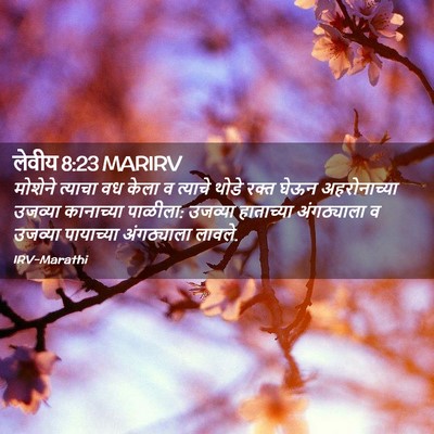 Picture 02 - लेवीय 8:23 MARIRV - मोशेने त्याचा वध - Bible Verse Picture