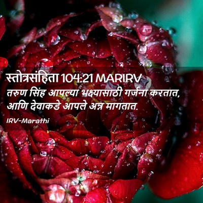 Picture 02 - स्तोत्रसंहिता 104:21 MARIRV - तरुण सिंह आपल्या - Bible Verse Picture