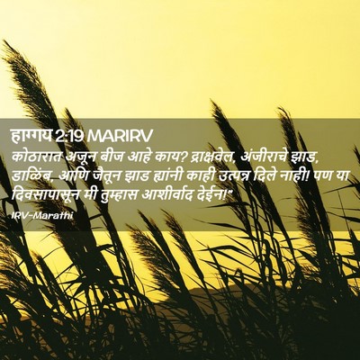 Picture 02 - हाग्गय 2:19 MARIRV - कोठारात अजून बीज - Bible Verse Picture