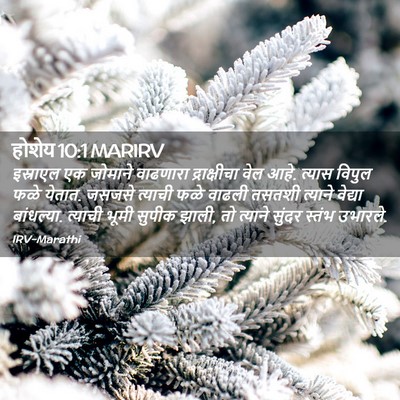Picture 02 - होशेय 10:1 MARIRV - इस्राएल एक जोमाने - Bible Verse Picture