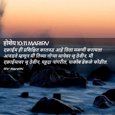 Picture 02 - होशेय 10:11 MARIRV - एफ्राईम ही - Bible Verse Picture