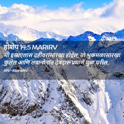 Picture 02 - होशेय 14:5 MARIRV - मी इस्राएलास - Bible Verse Picture