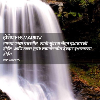 Picture 02 - होशेय 14:6 MARIRV - त्याच्या फांद्या - Bible Verse Picture