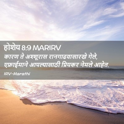 Picture 02 - होशेय 8:9 MARIRV - कारण ते अश्शूरास - Bible Verse Picture