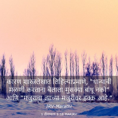 Picture 03 - 1 तीमथ्याला 5:18 MARIRV - कारण शास्त्रलेखात - Bible Verse Picture