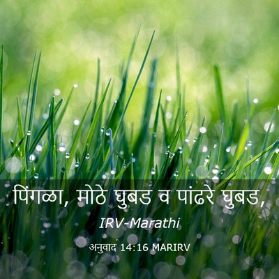 Picture 03 - अनुवाद 14:16 MARIRV - पिंगळा, मोठे घुबड व - Bible Verse Picture