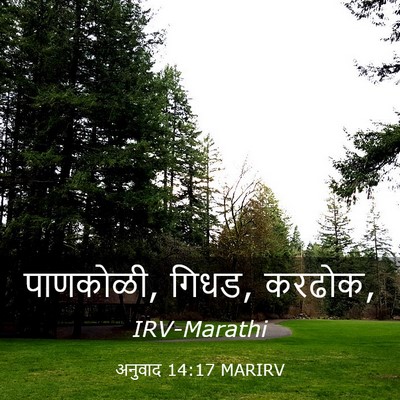Picture 03 - अनुवाद 14:17 MARIRV - पाणकोळी, गिधड, - Bible Verse Picture