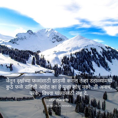 Picture 03 - अनुवाद 24:20 MARIRV - जैतून वृक्षांच्या - Bible Verse Picture