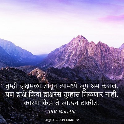 Picture 03 - अनुवाद 28:39 MARIRV - तुम्ही द्राक्षमळा - Bible Verse Picture
