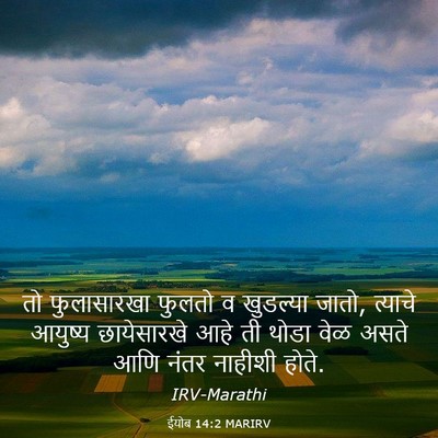 Picture 03 - ईयोब 14:2 MARIRV - तो फुलासारखा - Bible Verse Picture