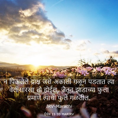 Picture 03 - ईयोब 15:33 MARIRV - न पिकलेले द्राक्ष - Bible Verse Picture