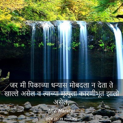 Picture 03 - ईयोब 31:39 MARIRV - जर मी पिकाच्या - Bible Verse Picture