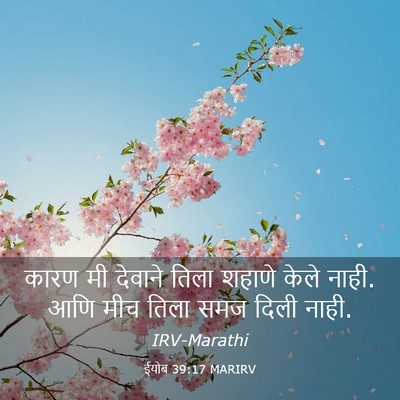 Picture 03 - ईयोब 39:17 MARIRV - कारण मी देवाने - Bible Verse Picture