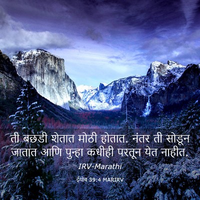 Picture 03 - ईयोब 39:4 MARIRV - ती बछडी शेतात मोठी - Bible Verse Picture