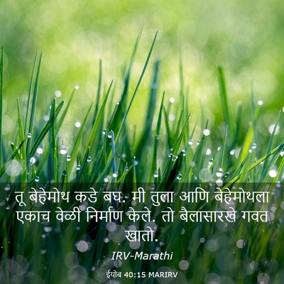 Picture 03 - ईयोब 40:15 MARIRV - तू बेहेमोथ कडे बघ. - Bible Verse Picture