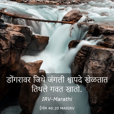 Picture 03 - ईयोब 40:20 MARIRV - डोंगरावर जिथे - Bible Verse Picture
