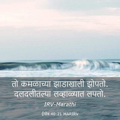Picture 03 - ईयोब 40:21 MARIRV - तो कमळाच्या - Bible Verse Picture