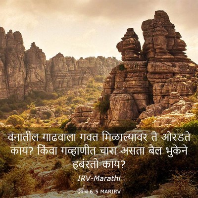 Picture 03 - ईयोब 6:5 MARIRV - वनातील गाढवाला - Bible Verse Picture