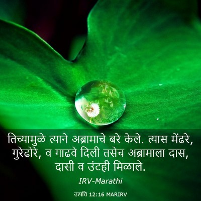 Picture 03 - उत्पत्ति 12:16 MARIRV - तिच्यामुळे त्याने - Bible Verse Picture