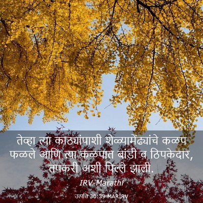 Picture 03 - उत्पत्ति 30:39 MARIRV - तेव्हा त्या - Bible Verse Picture