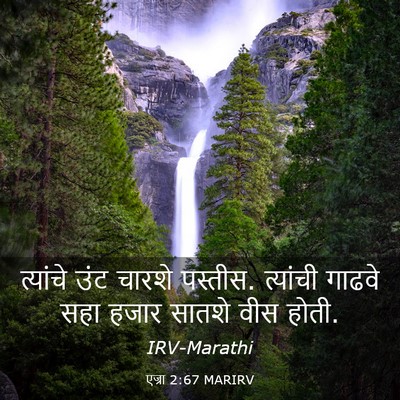 Picture 03 - एज्रा 2:67 MARIRV - त्यांचे उंट चारशे - Bible Verse Picture