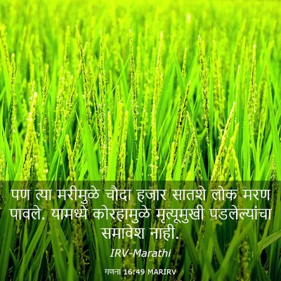 Picture 03 - गणना 16:49 MARIRV - पण त्या मरीमुळे - Bible Verse Picture