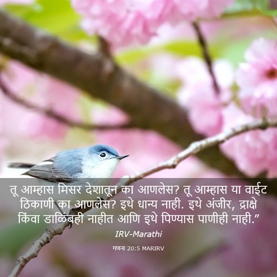 Picture 03 - गणना 20:5 MARIRV - तू आम्हास मिसर - Bible Verse Picture