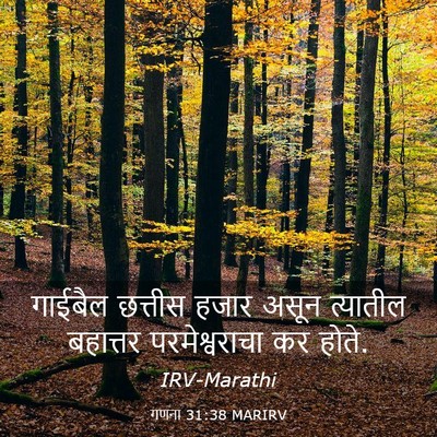 Picture 03 - गणना 31:38 MARIRV - गाईबैल छत्तीस - Bible Verse Picture