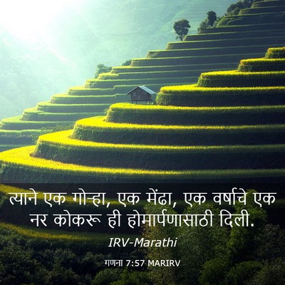 Picture 03 - गणना 7:57 MARIRV - त्याने एक गोऱ्हा, - Bible Verse Picture